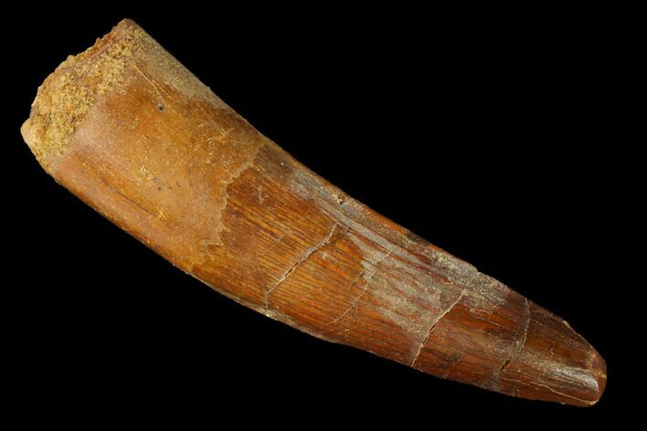 Spinosaurus Tooth - Real Dinosaur Tooth #153424